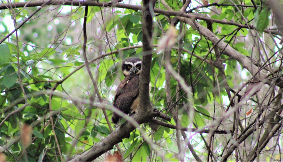 Spectacled Owl - ML289254881