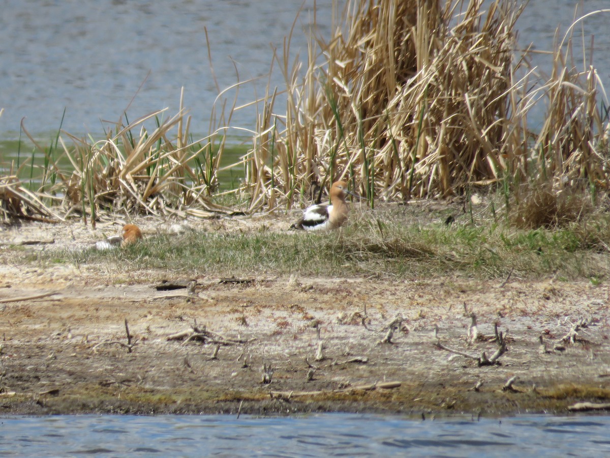 Avocette d'Amérique - ML28925661