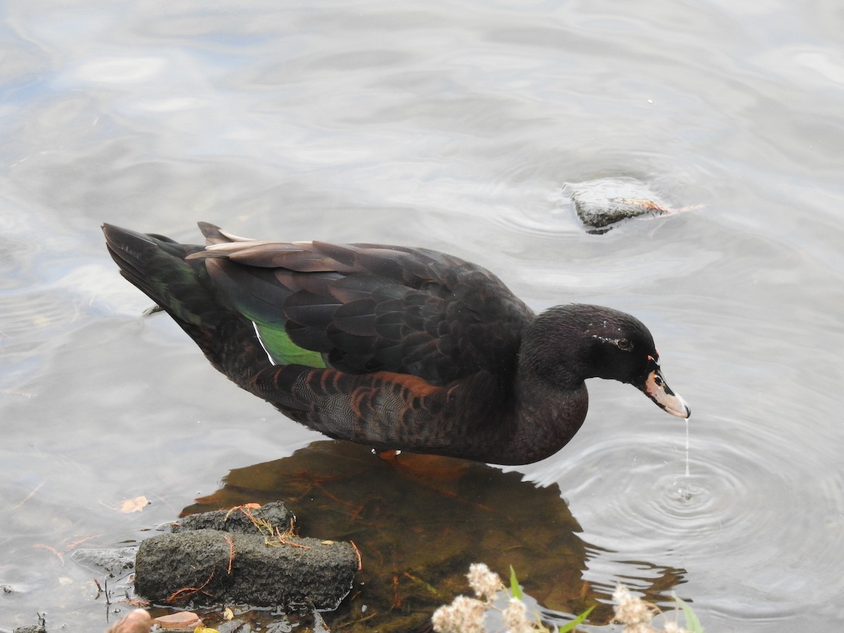 Muscovy Duck x Mallard (hybrid) - ML289256701