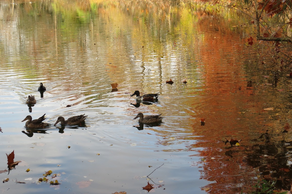 Northern Shoveler - ML289257791