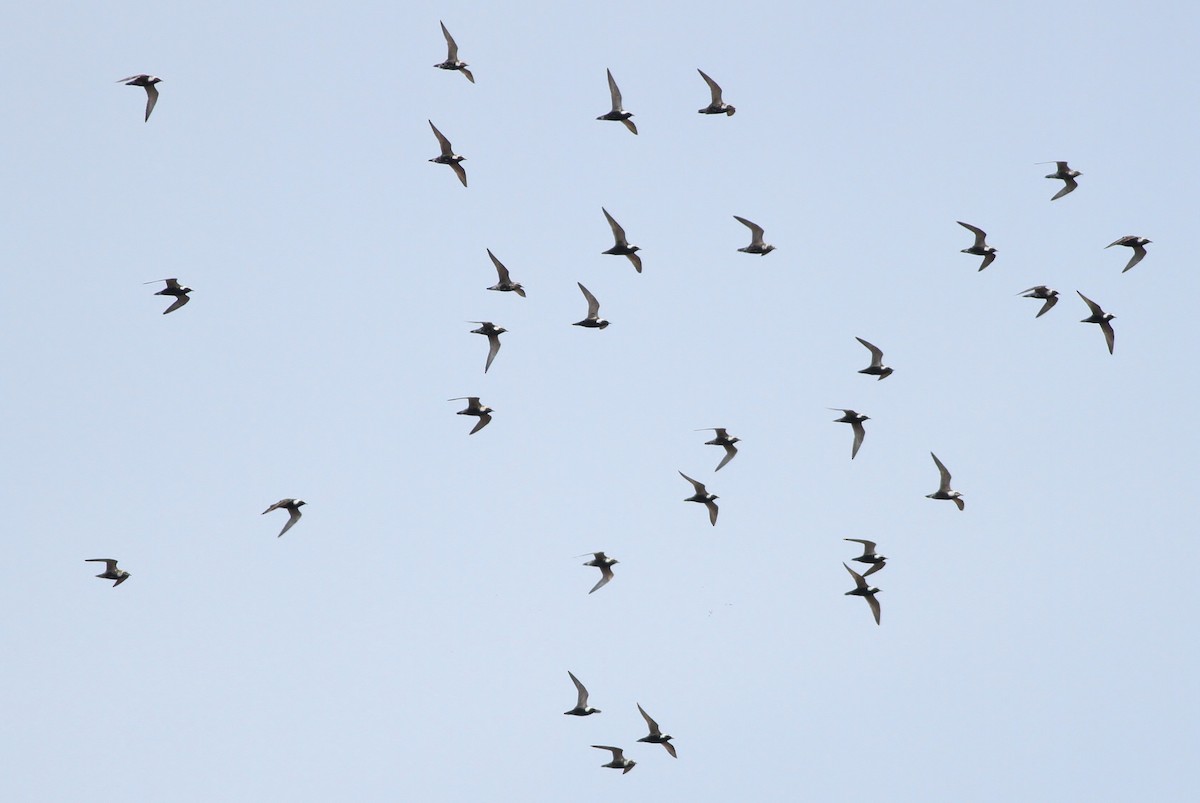 American Golden-Plover - Alex Lamoreaux