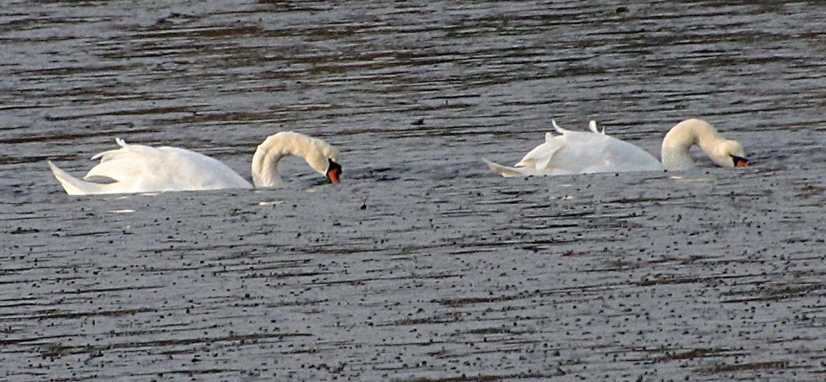 Cygne tuberculé - ML289258891