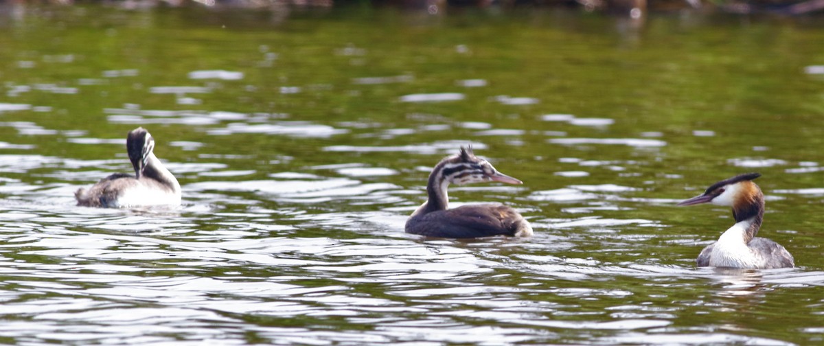 Great Crested Grebe - ML289259361