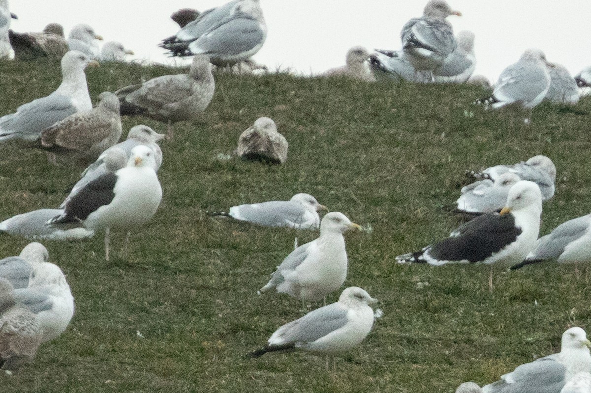 Great Black-backed Gull - ML289259791