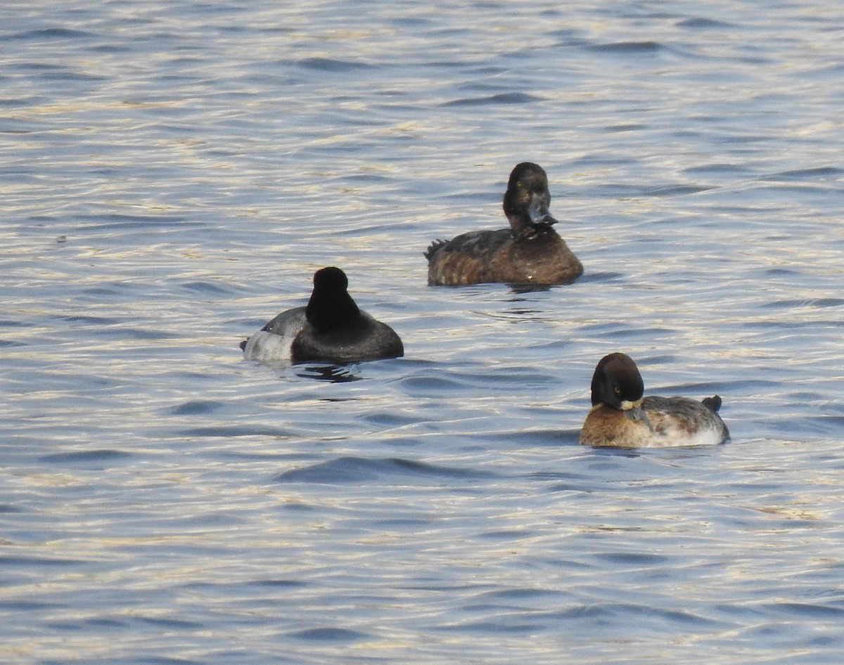 Greater Scaup - Daniel Lane