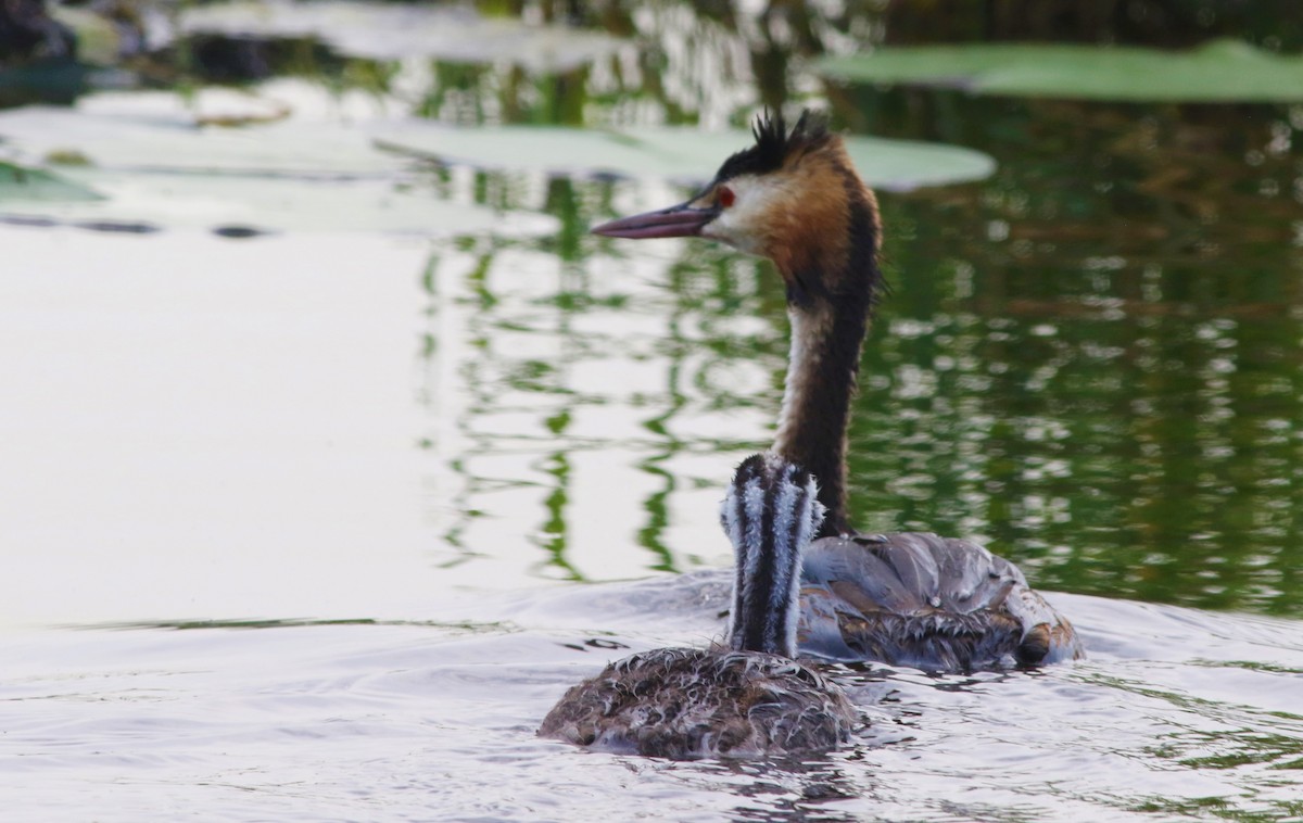 Great Crested Grebe - ML289260091