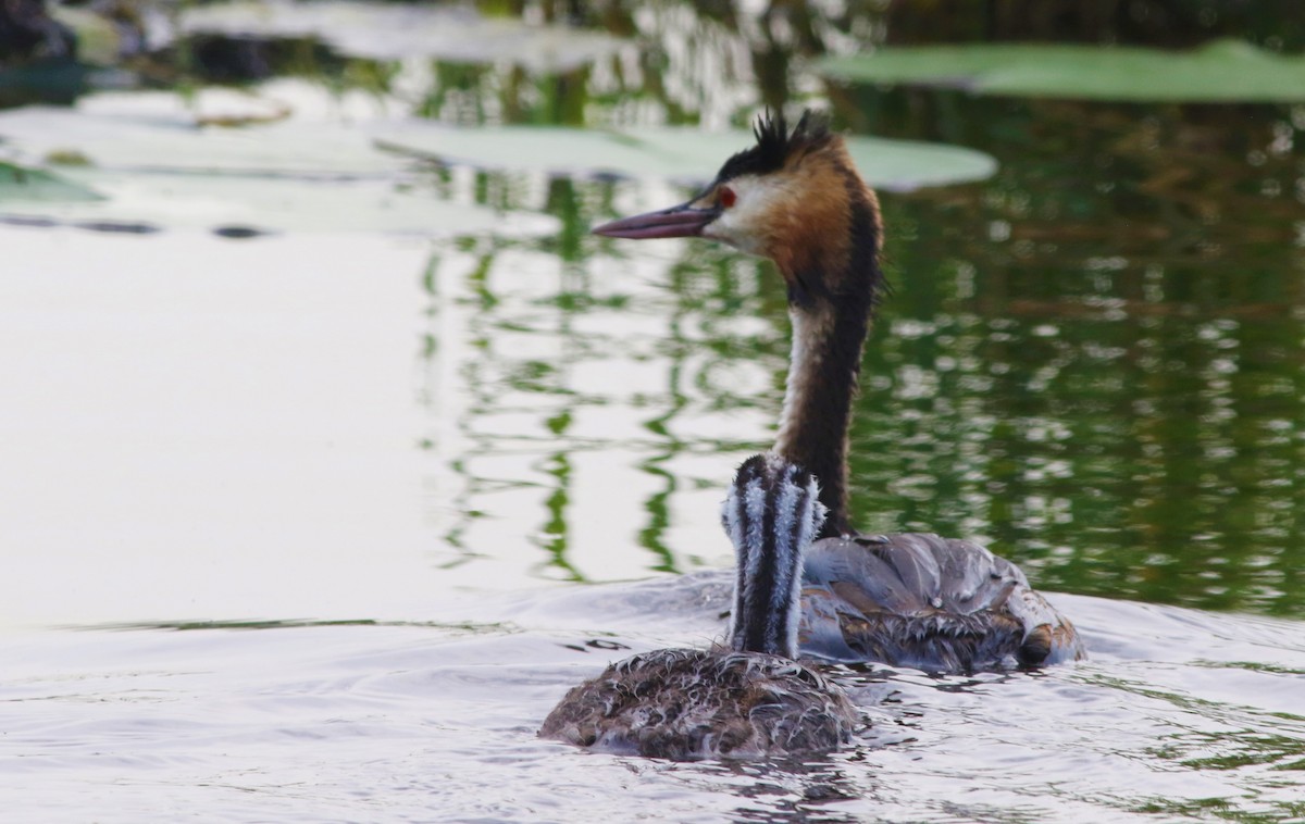 Great Crested Grebe - Jan Harm Wiers