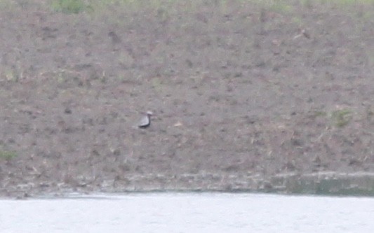 Black-bellied Plover - ML28926061