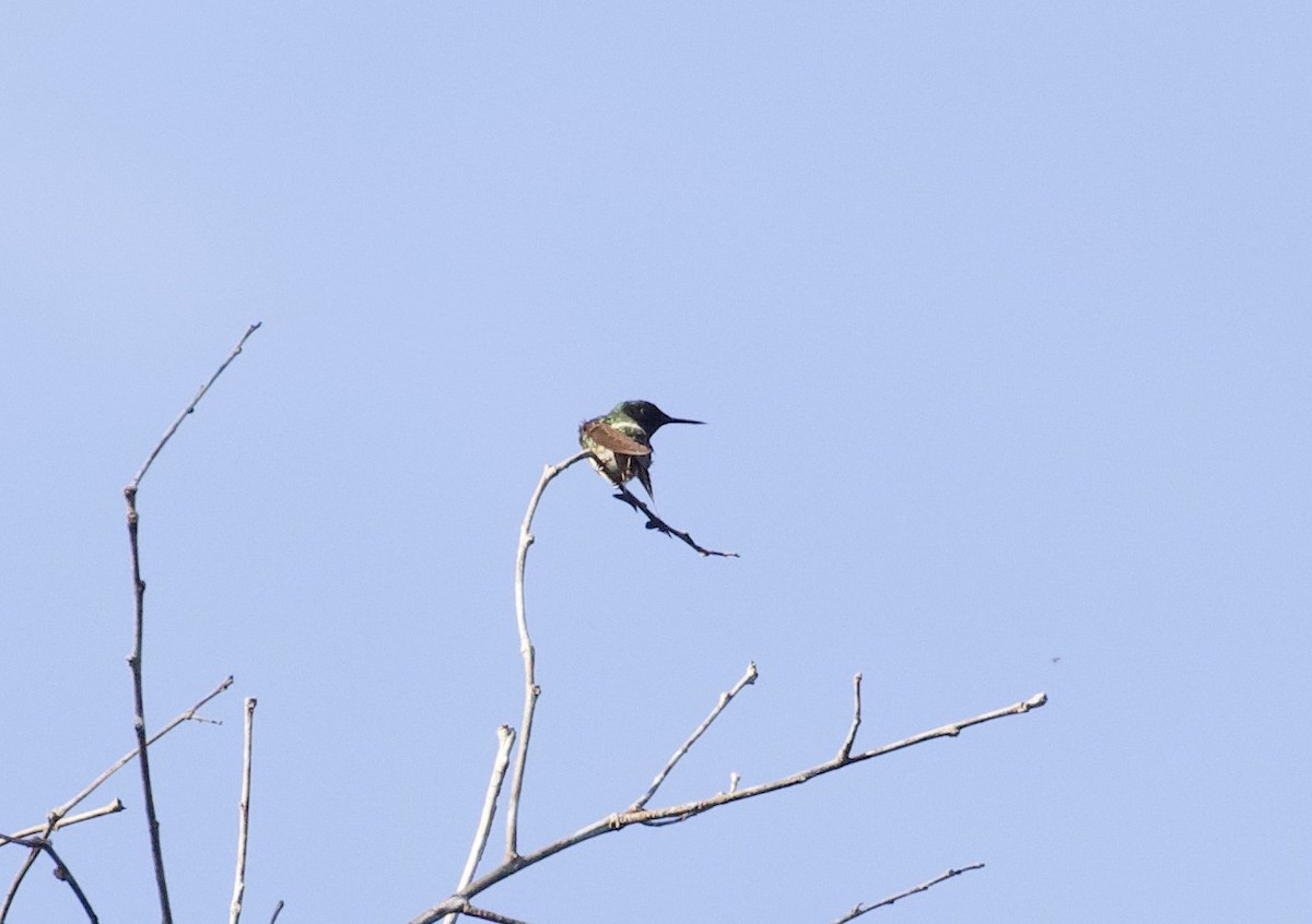 kolibřík pálkoocasý - ML289260821