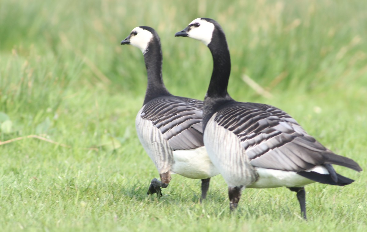 Цагаан шанаат галуу - ML289262321