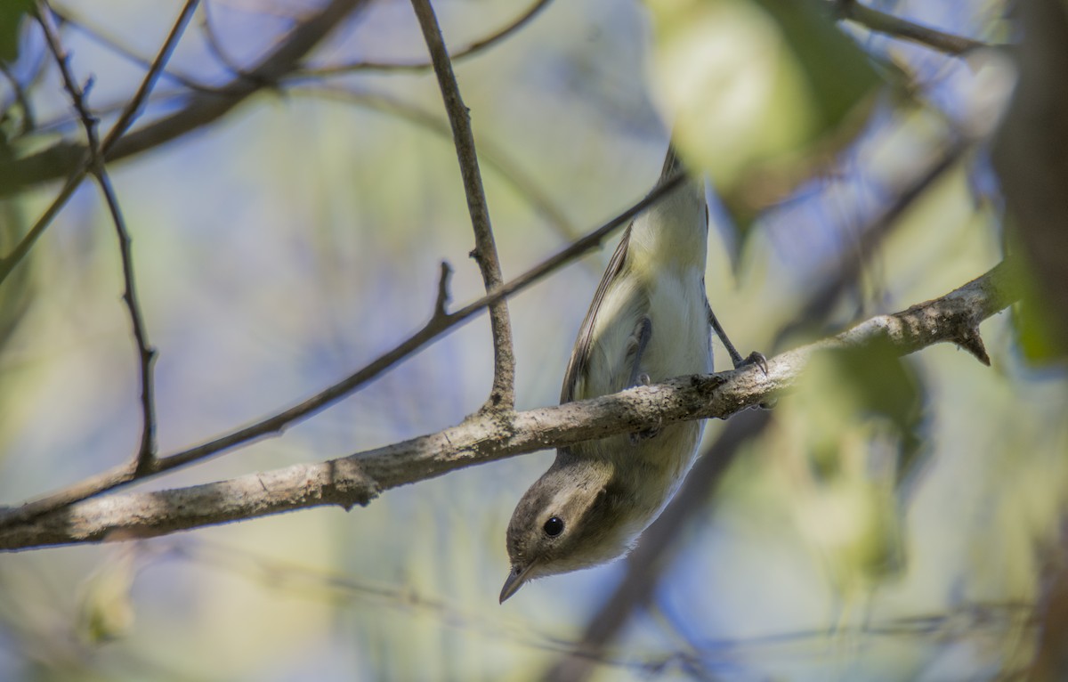 Warbling Vireo - Oveth Fuentes