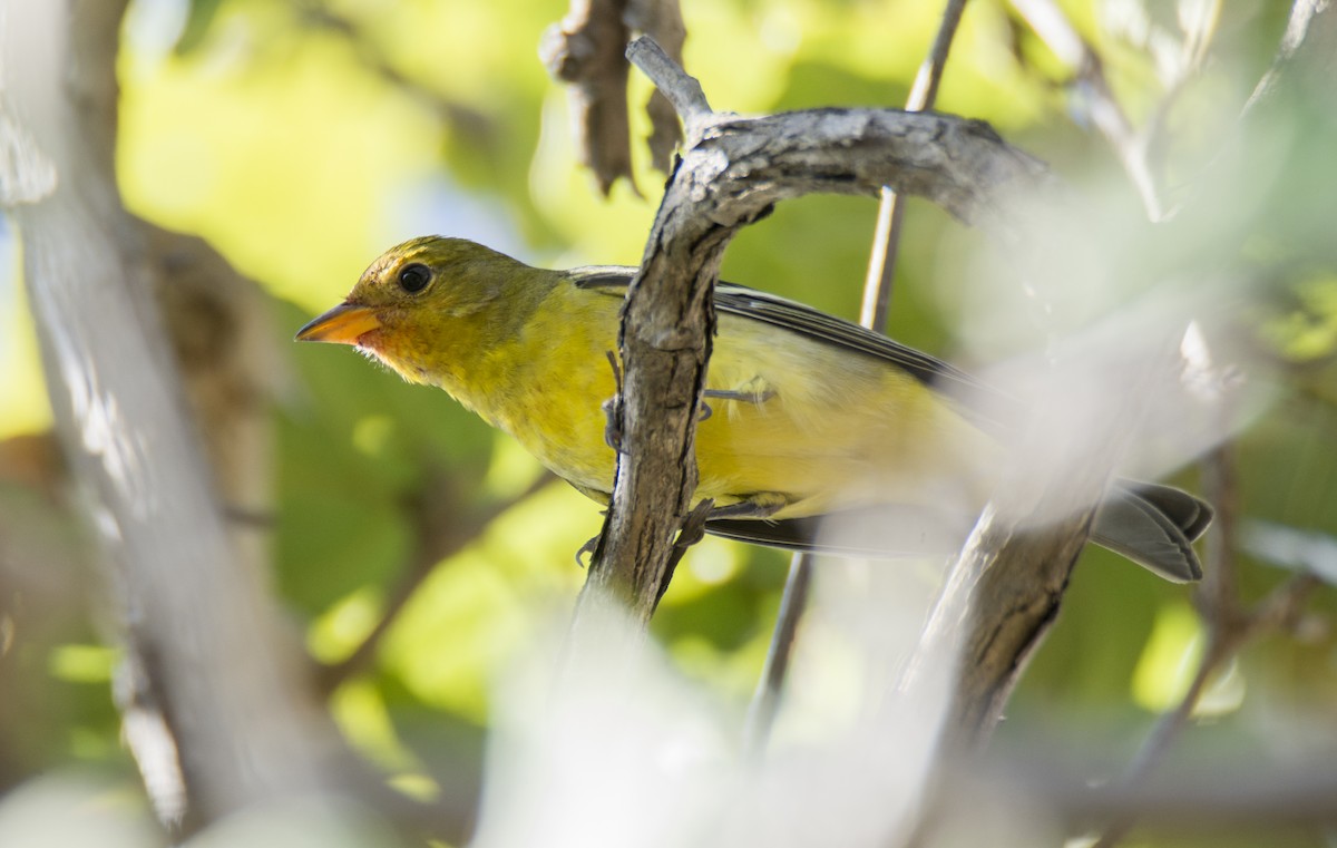 Summer Tanager - ML289263181