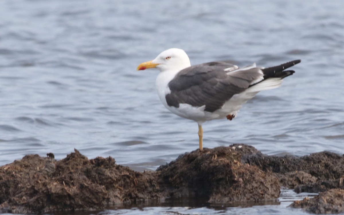 Lesser Black-backed Gull - ML289263951