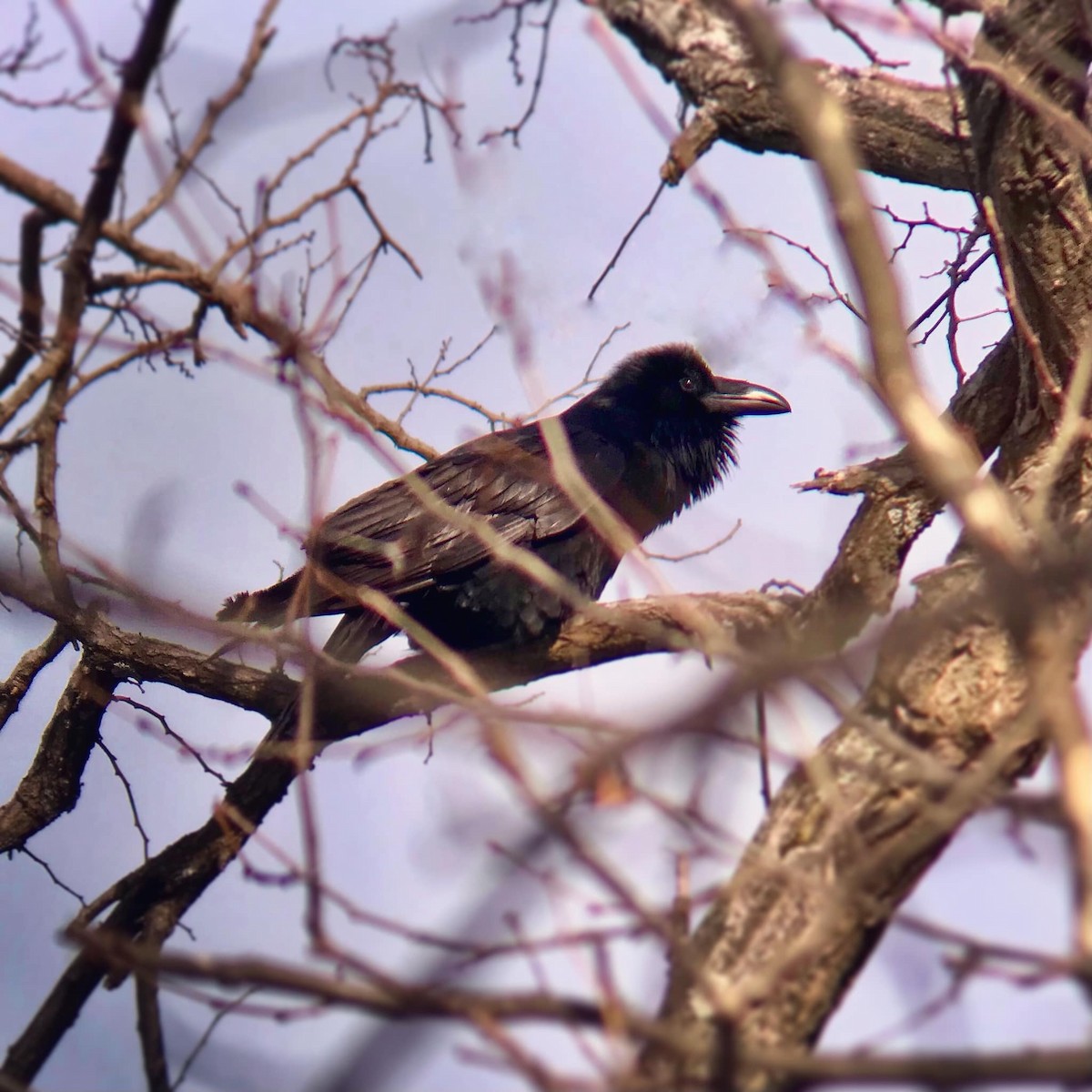 Common Raven - ML289264141