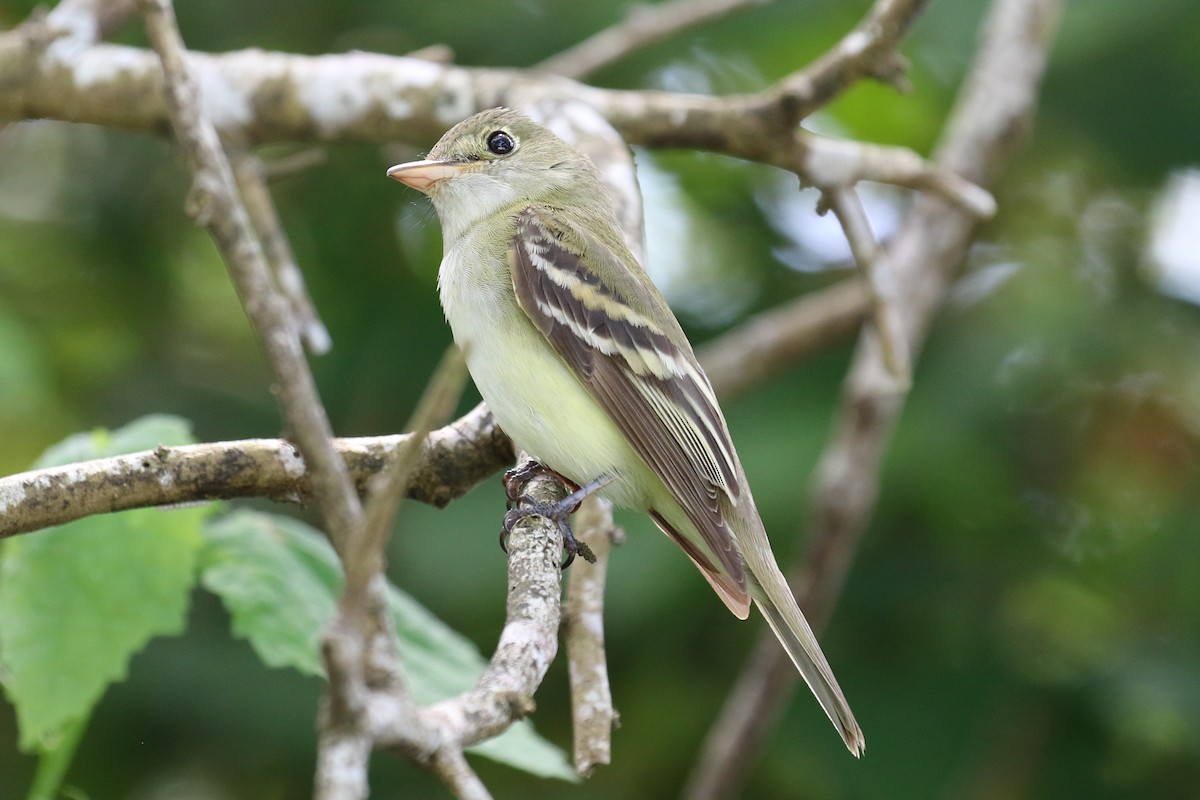 Acadian Flycatcher - ML28926501