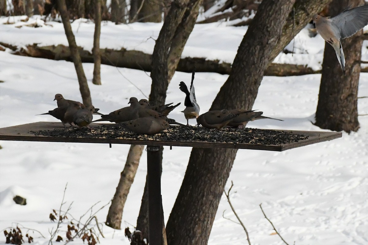 Mourning Dove - ML289265161