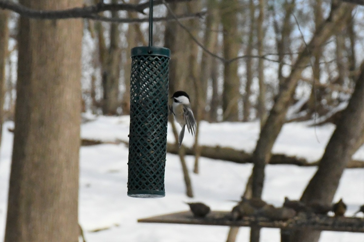 Black-capped Chickadee - ML289265391