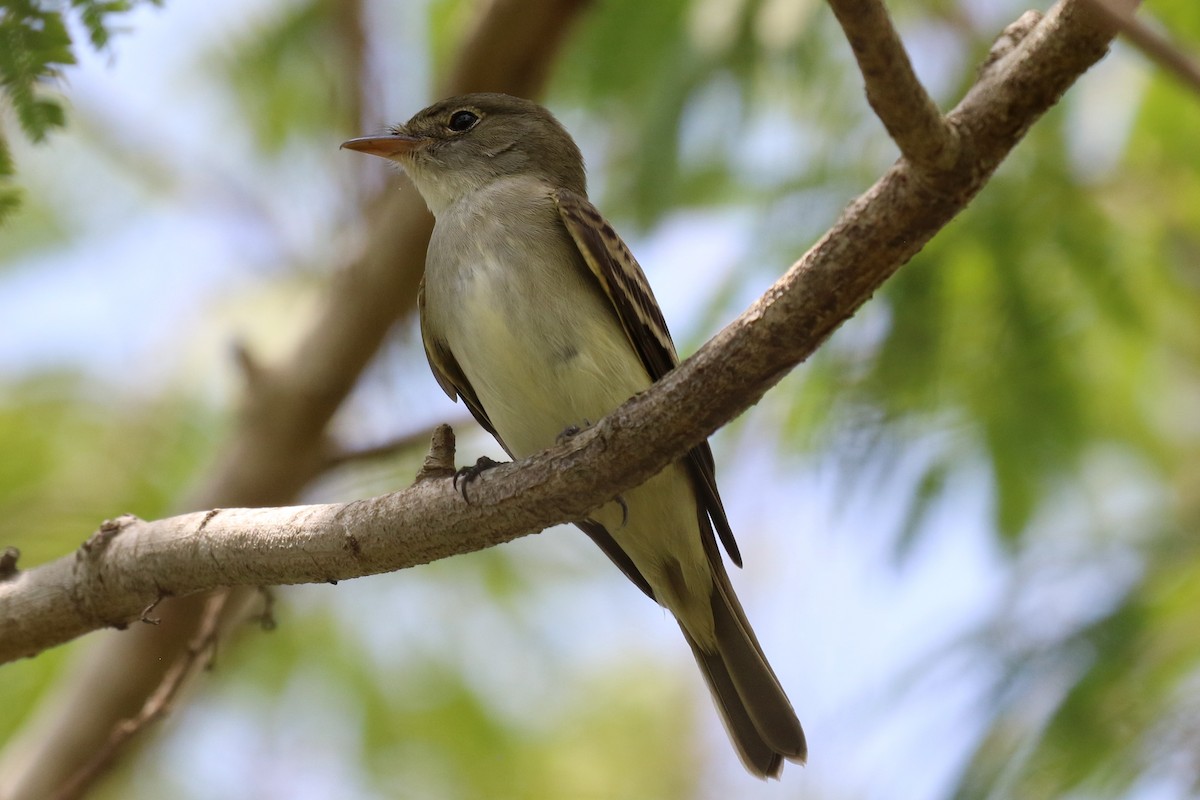 Alder Flycatcher - ML28926561