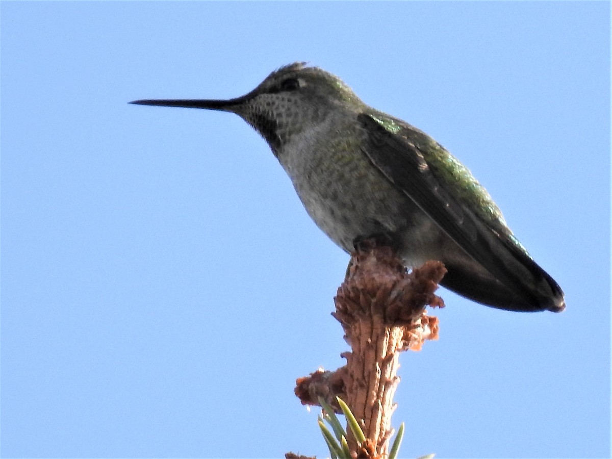 Anna's Hummingbird - ML289268081