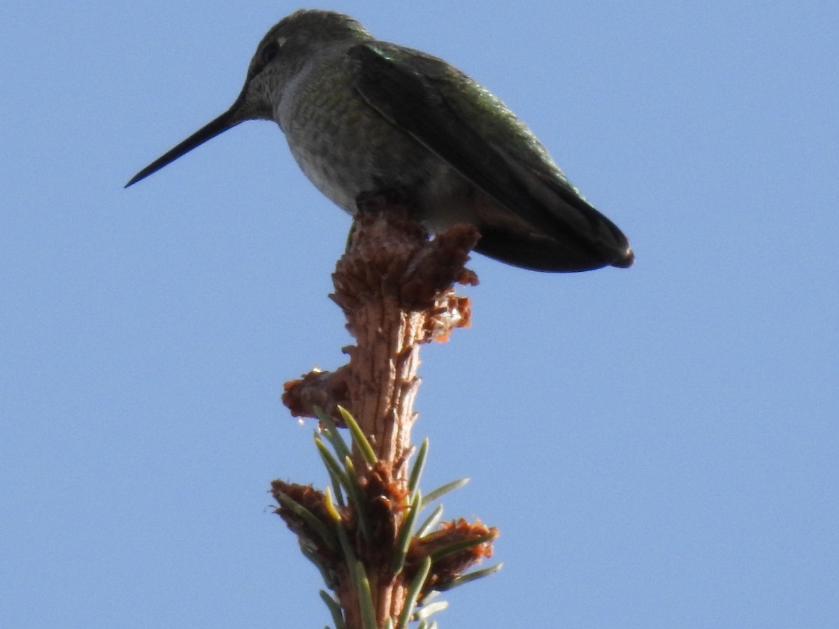 Anna's Hummingbird - ML289268281
