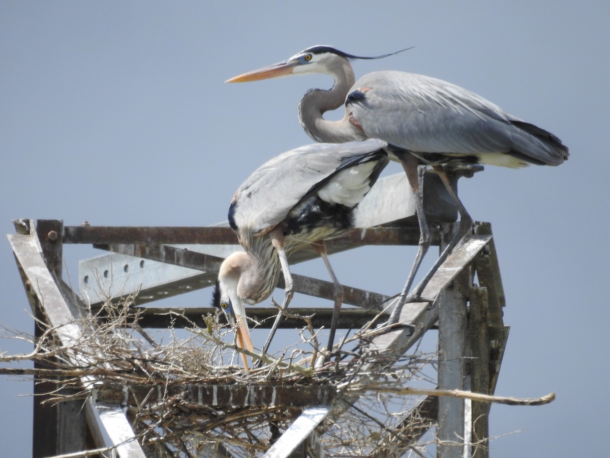 Great Blue Heron (Great Blue) - Lauri Taylor