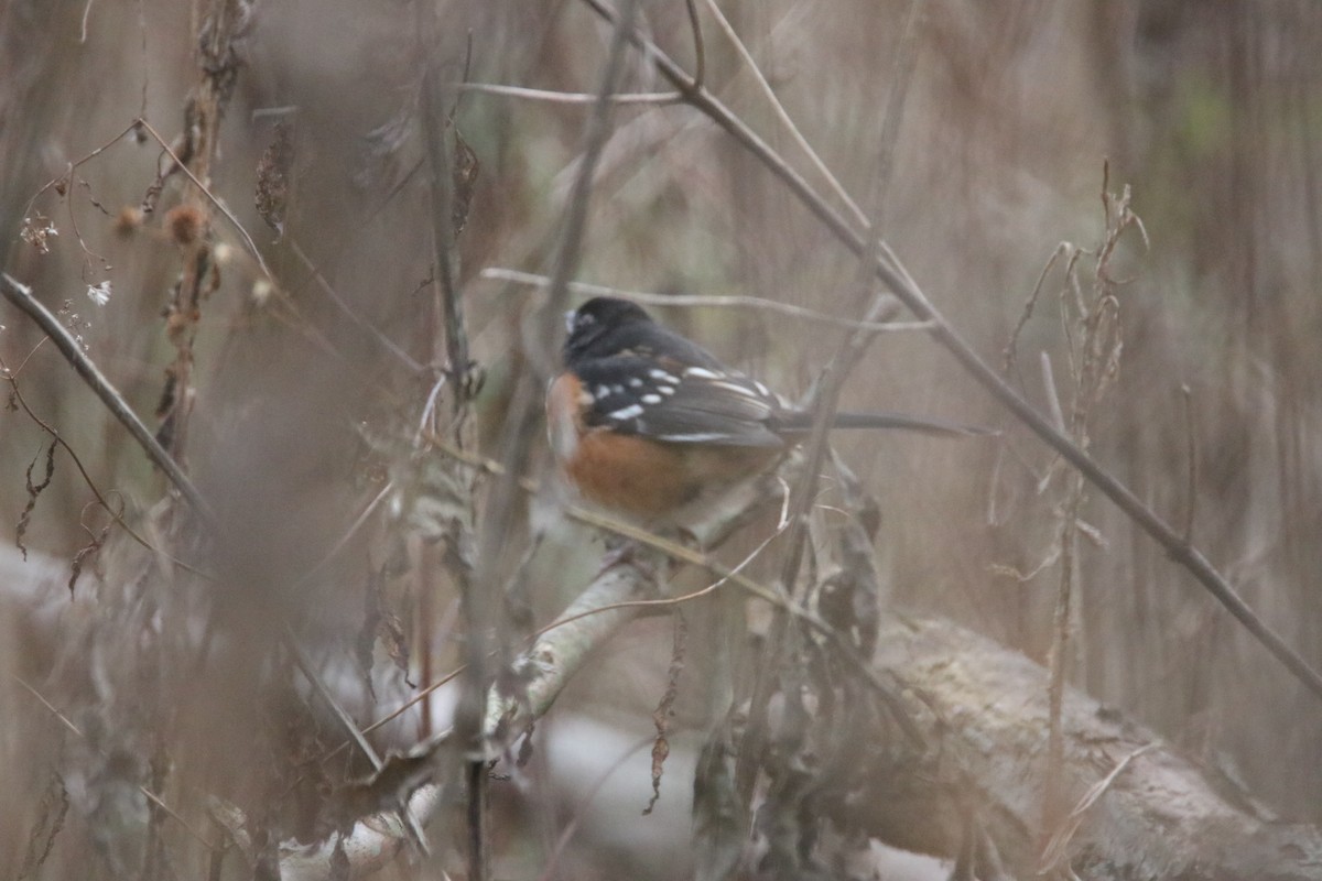 Spotted Towhee - ML289270091