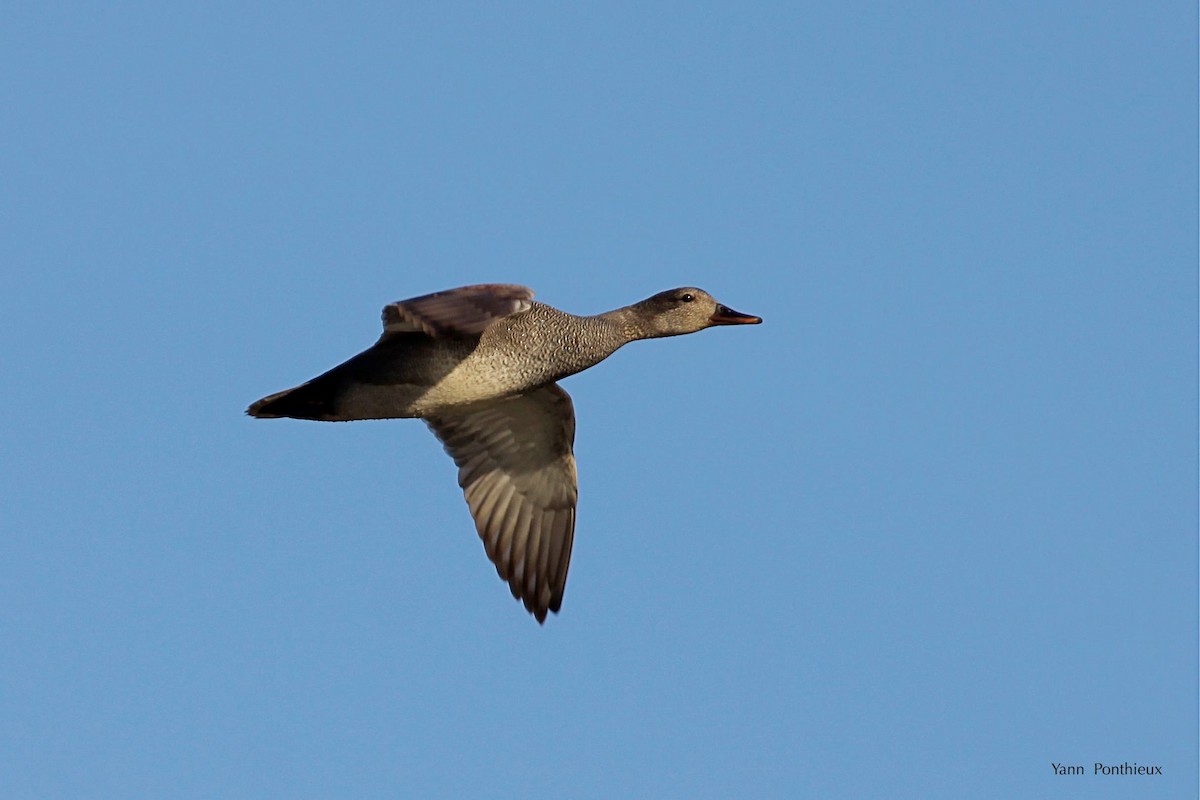 Gadwall - ML289270461