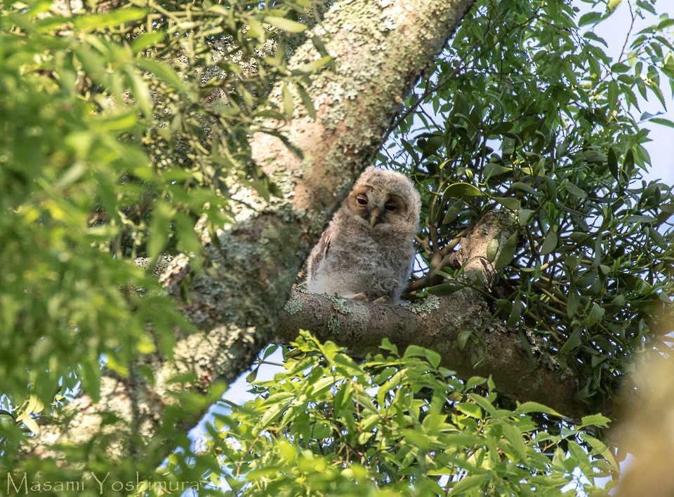 Ural Owl - Masami Yoshimura