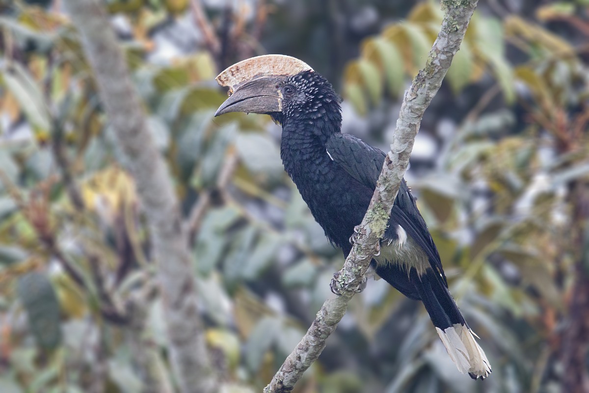 Silvery-cheeked Hornbill - Bradley Hacker 🦜