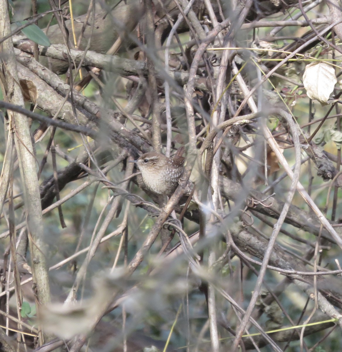 Winter Wren - ML289272731