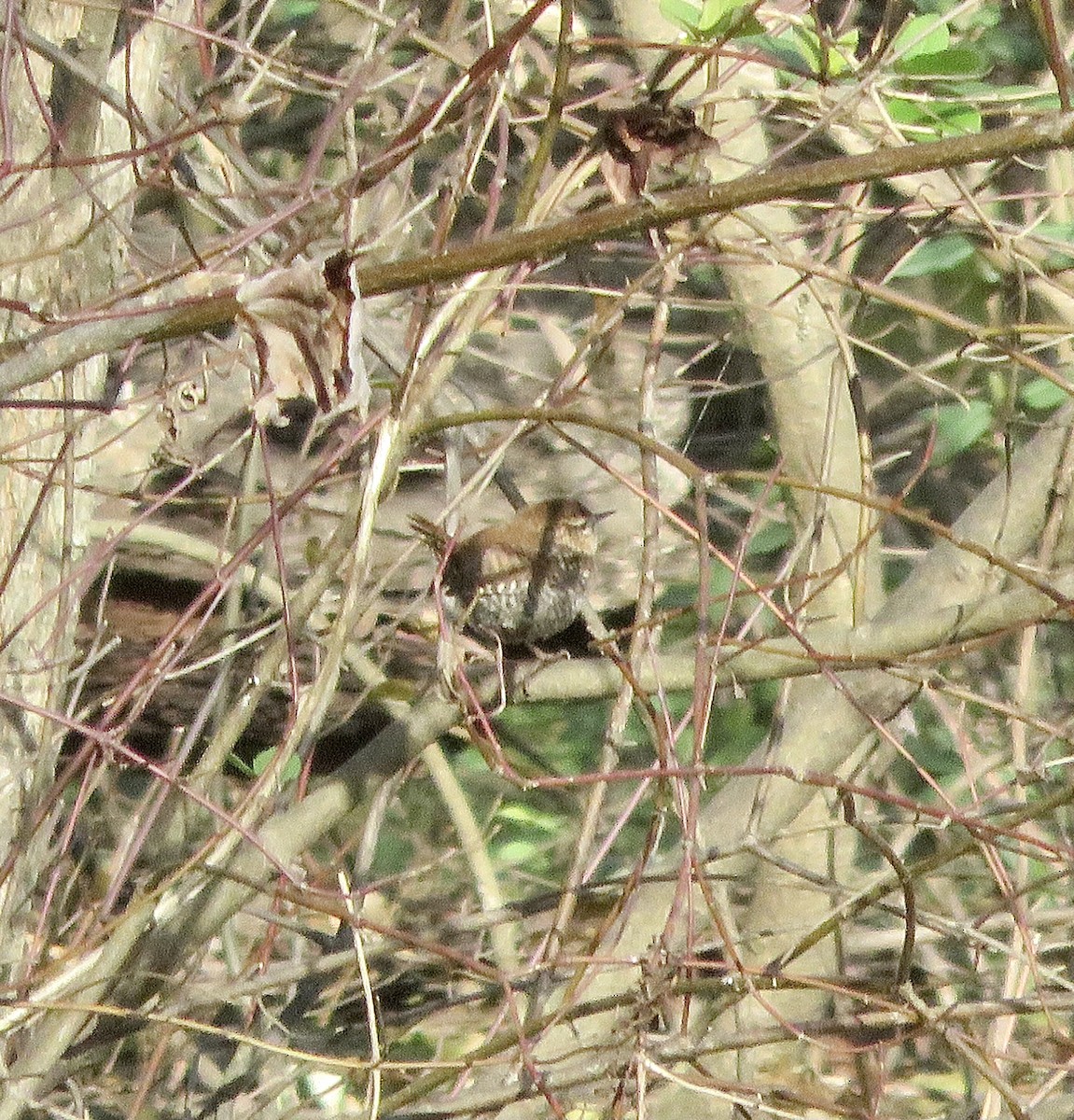 Winter Wren - ML289272851