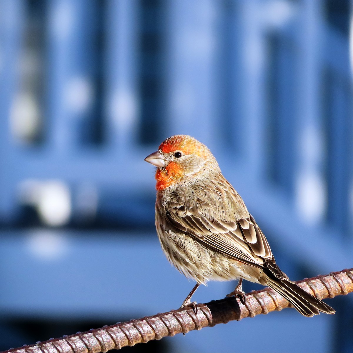 House Finch - Paul Bowen