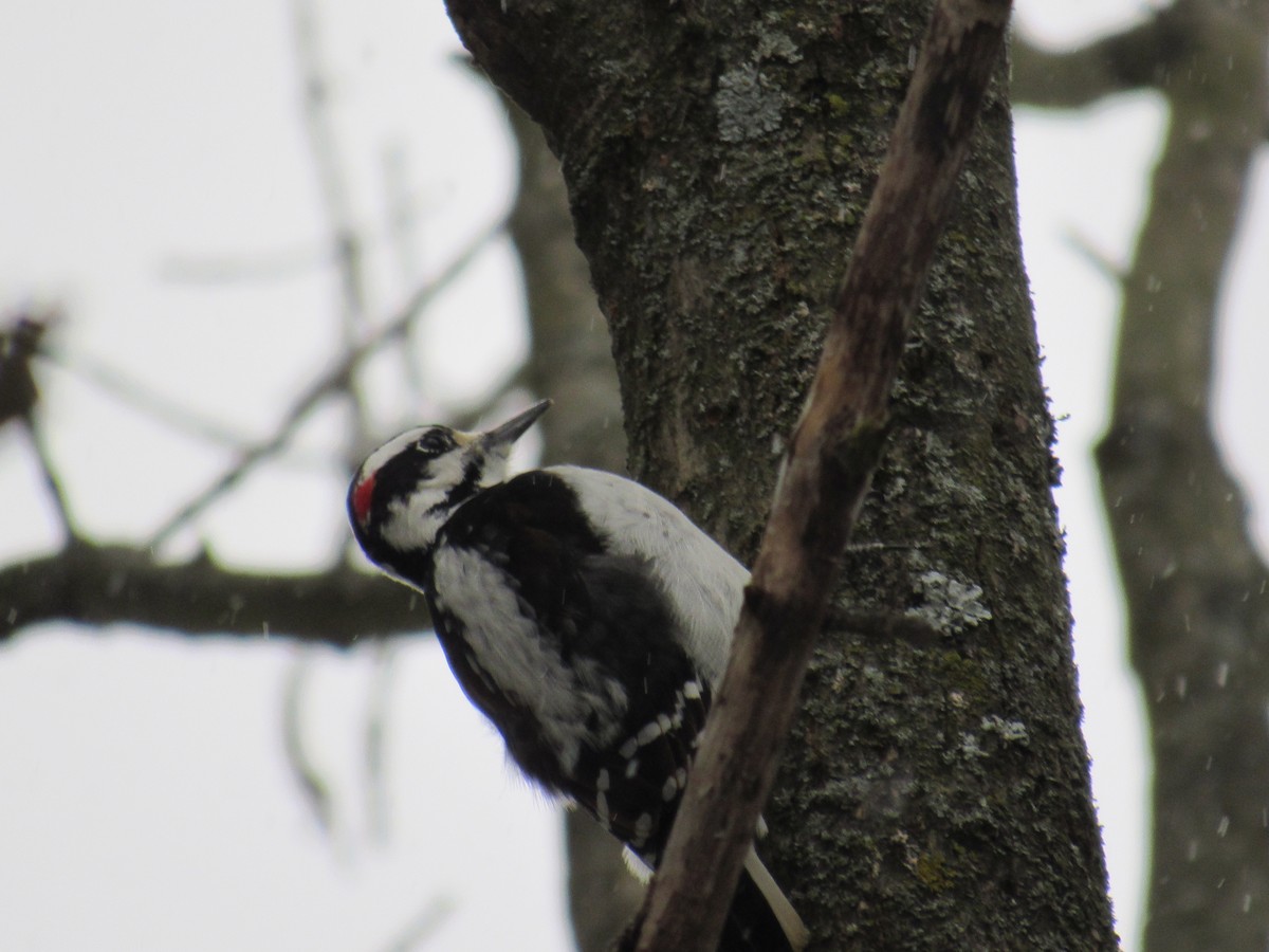Hairy Woodpecker - ML289273891
