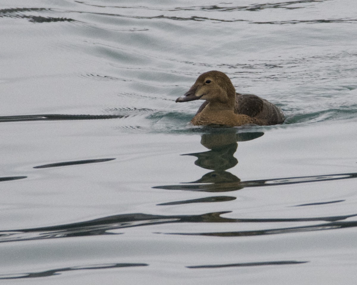 King Eider - Larry Waddell