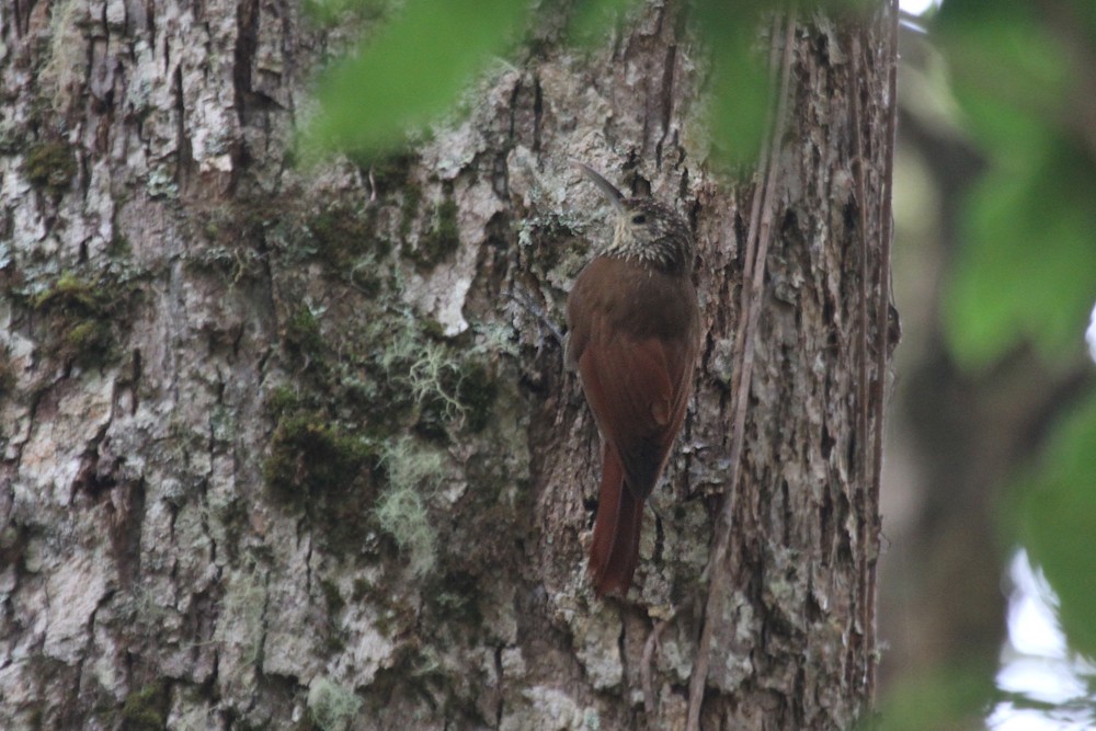 Spot-crowned Woodcreeper - ML289278001