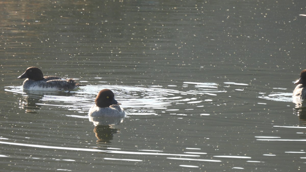 Common Goldeneye - ML289278791