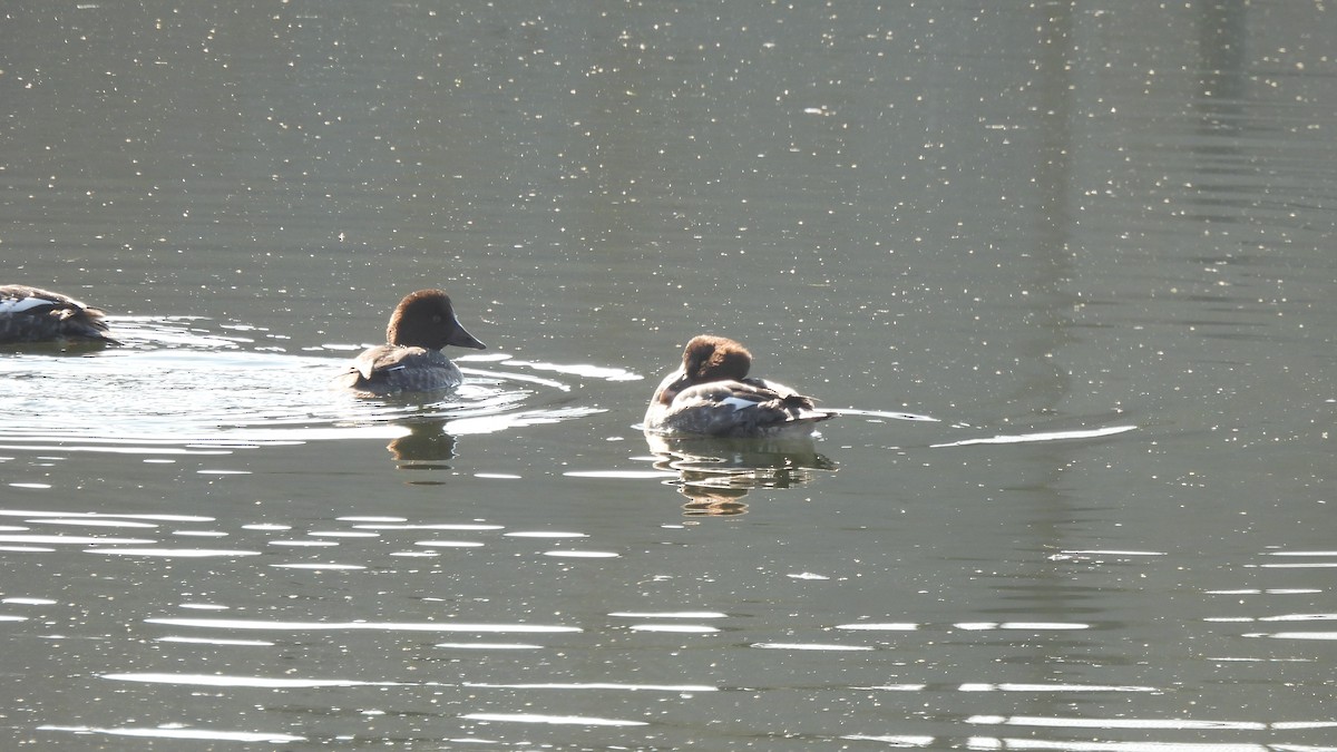 Common Goldeneye - ML289278801