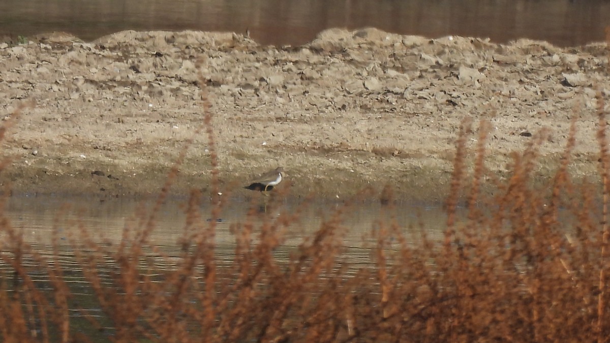 shorebird sp. - ML289279021