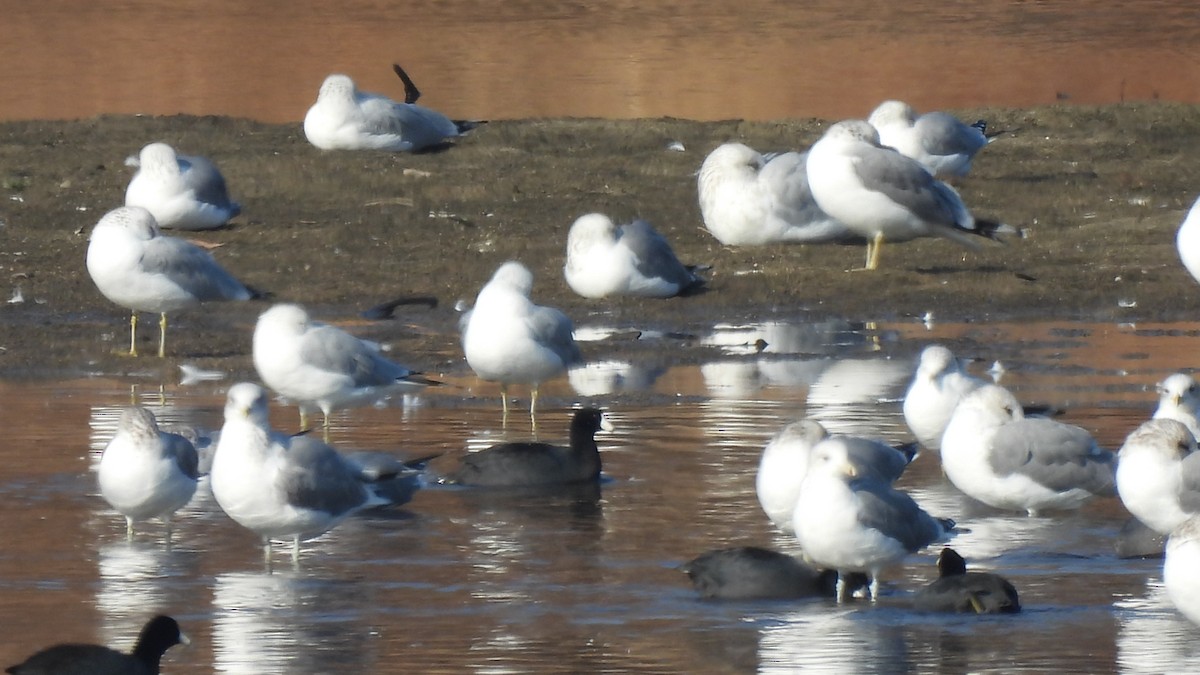 Ring-billed Gull - ML289279131