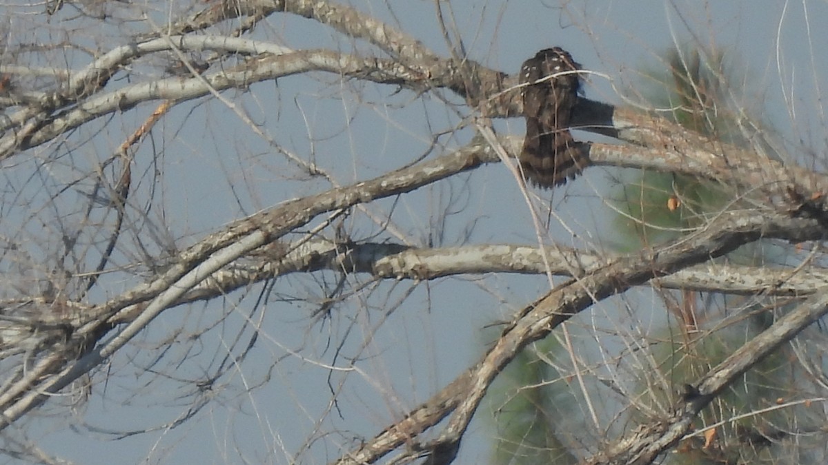 Cooper's Hawk - ML289279431