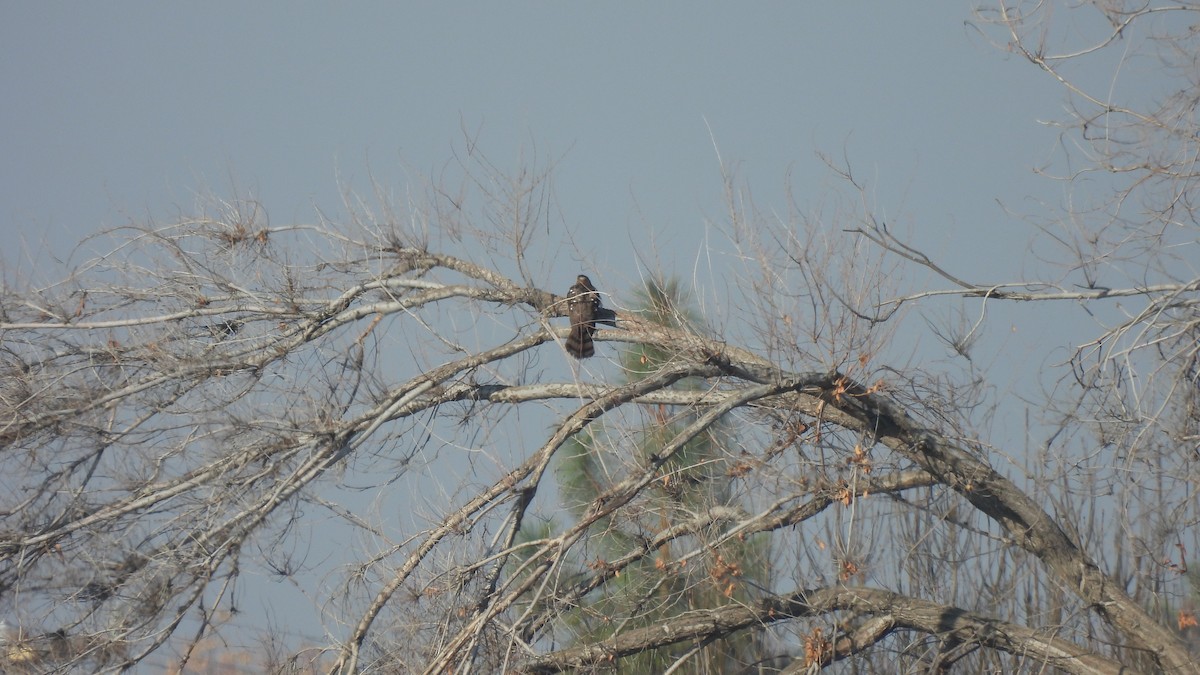 Cooper's Hawk - ML289279451