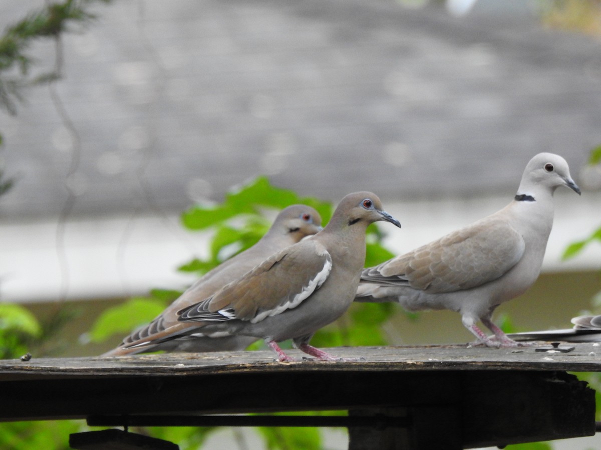 White-winged Dove - ML289279561