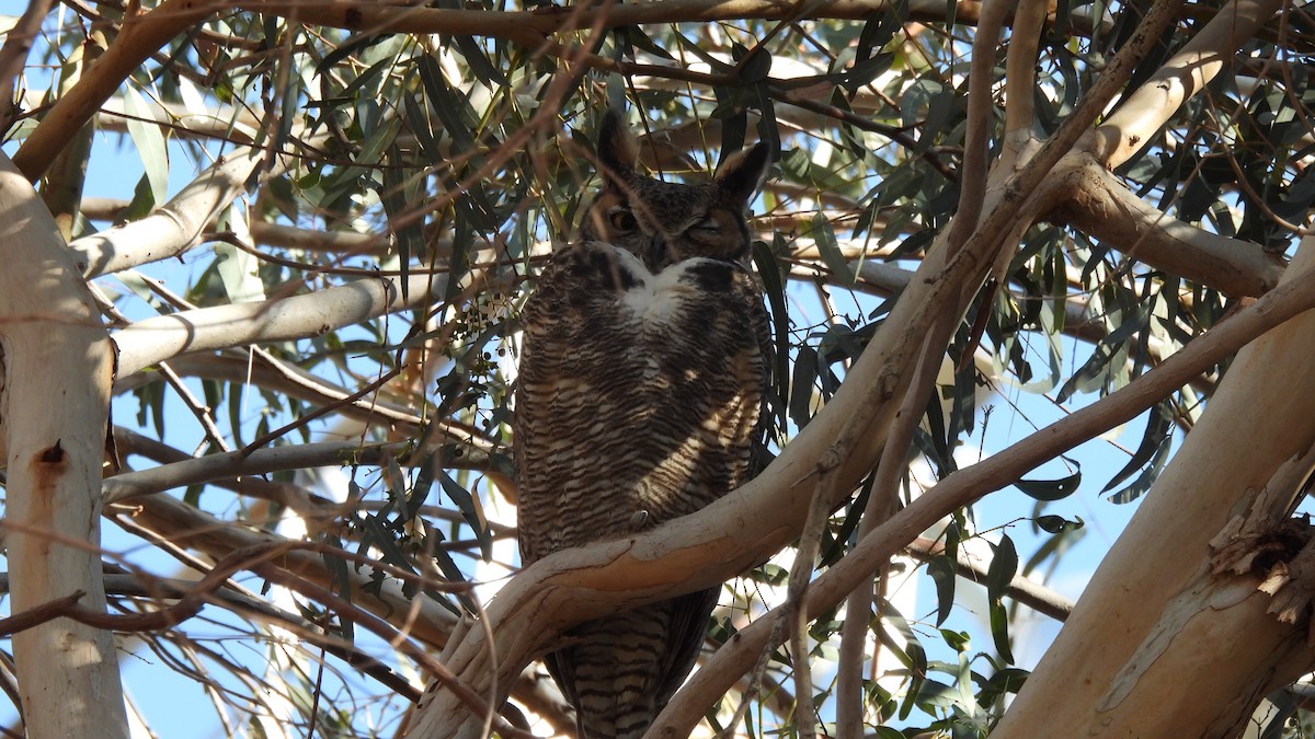 Great Horned Owl - ML289279731