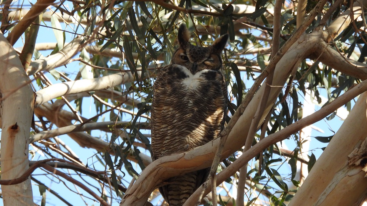 Great Horned Owl - ML289279771