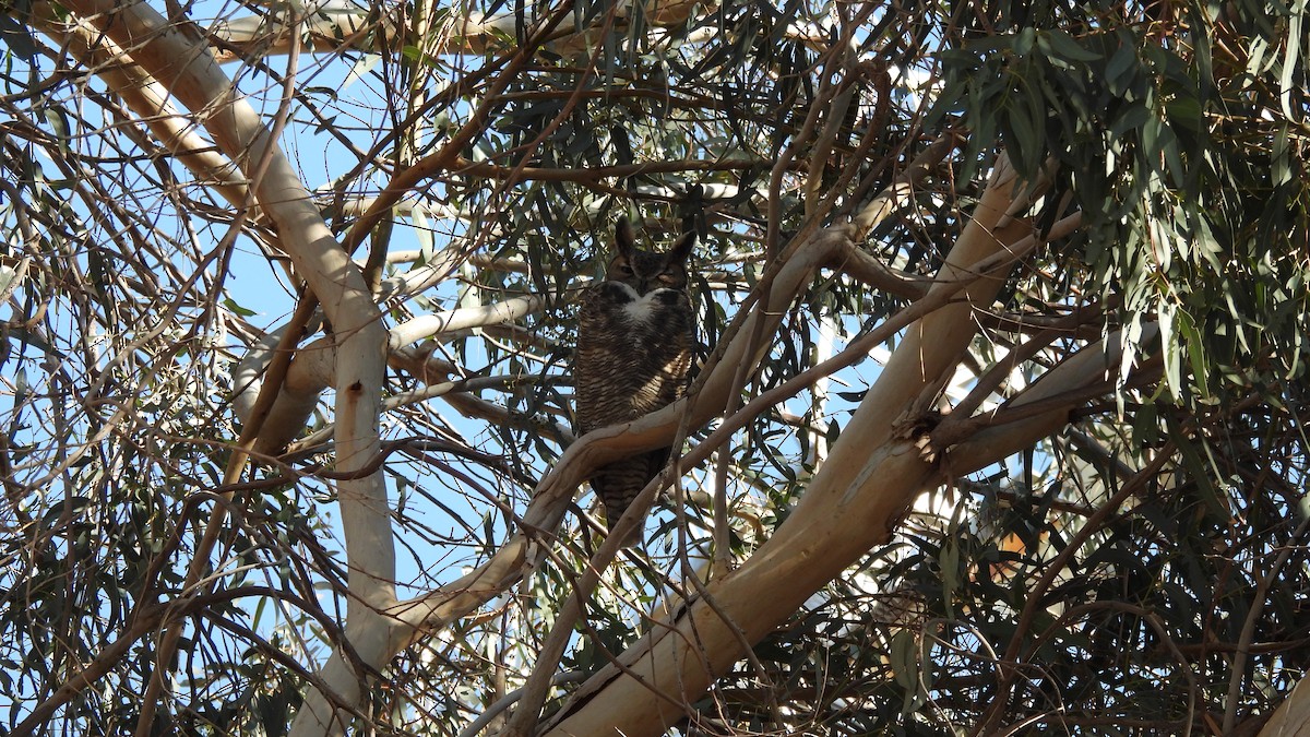 Great Horned Owl - Karen Evans