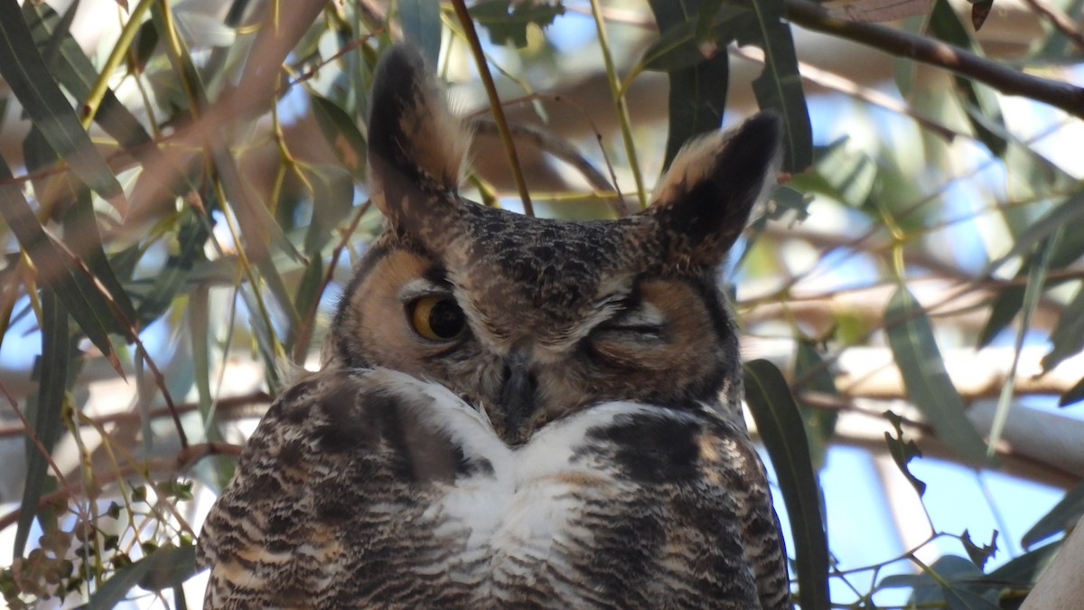 Great Horned Owl - ML289279791