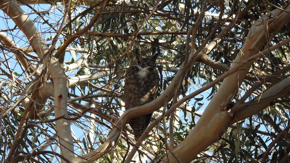 Great Horned Owl - ML289279811