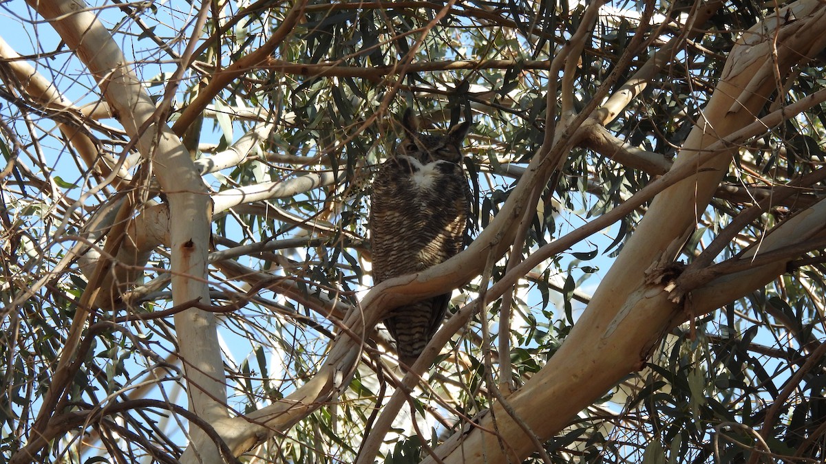 Great Horned Owl - ML289279841