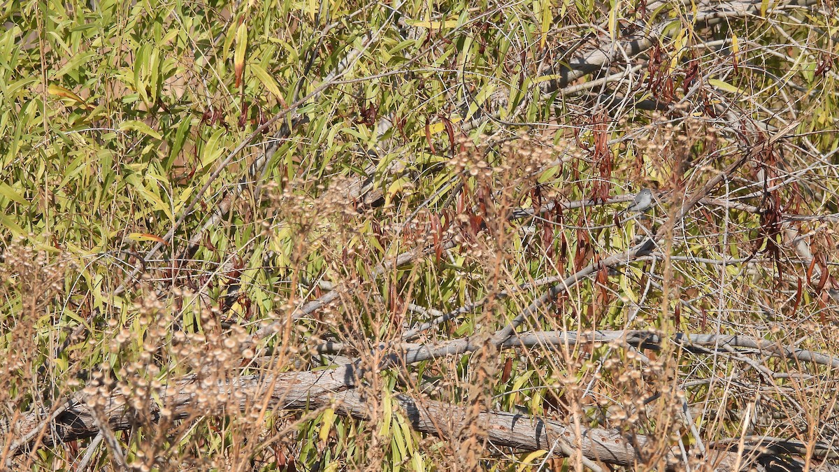 Blue-gray Gnatcatcher - ML289279931