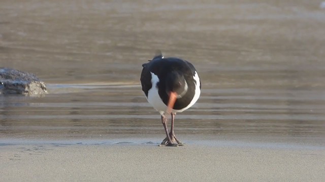 Eurasian Oystercatcher - ML289280461